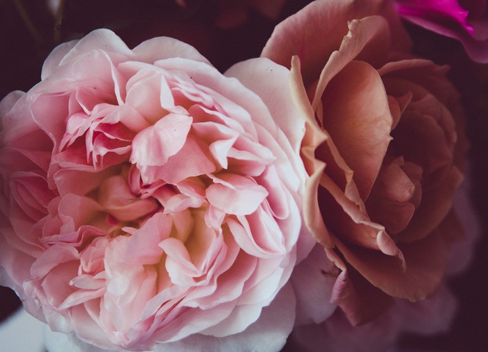 4K Roses Closeup Pink Color