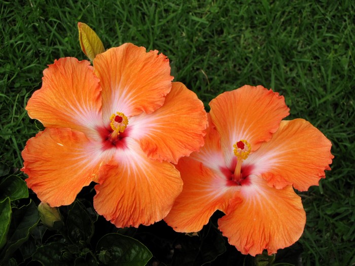 Two orange hibiscus flowers on green grass