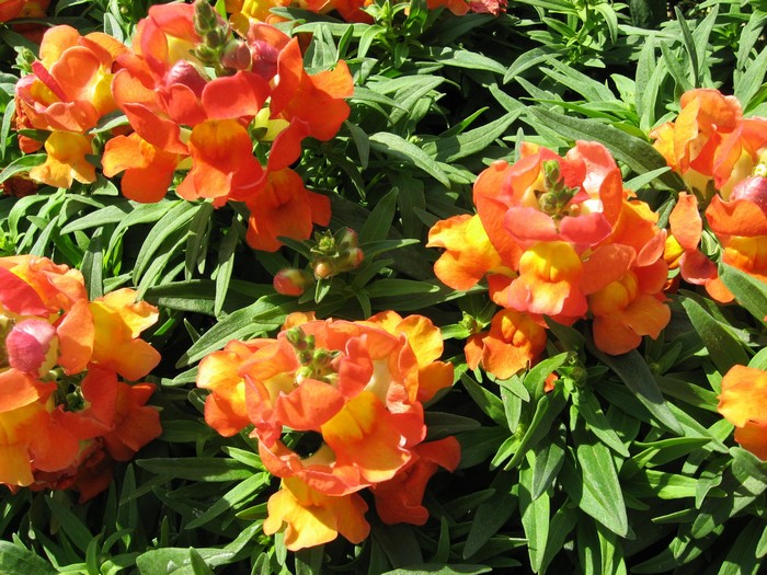 Orange and yellow snapdragons in bloom