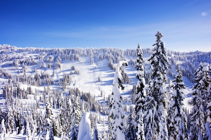 Snow-covered spruce trees on a mountain slope under a blue sky