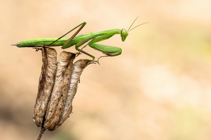 Green praying mantis on a dried seed pod