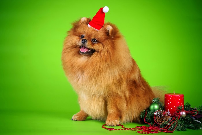 Pomeranian dog wearing a Santa hat with Christmas decorations