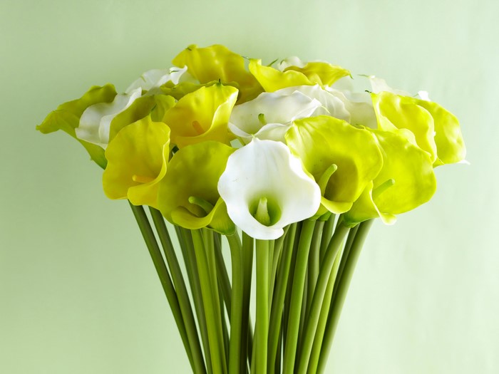 Bouquet of yellow and white calla lilies