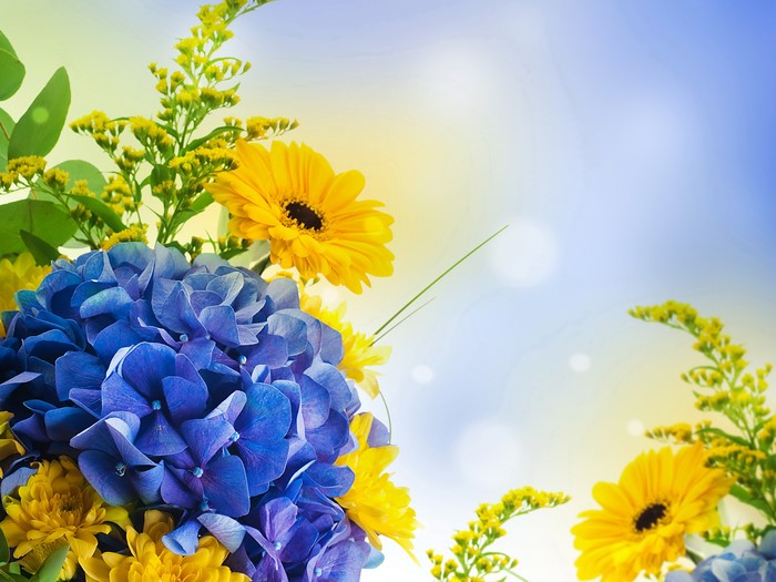 Hydrangea and Gerbera Flowers with Silver Wattle