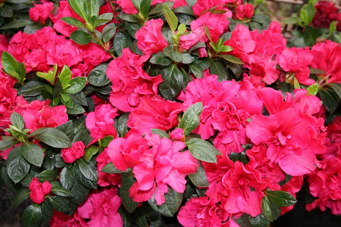 Close-up of bright pink azalea flowers and green leaves