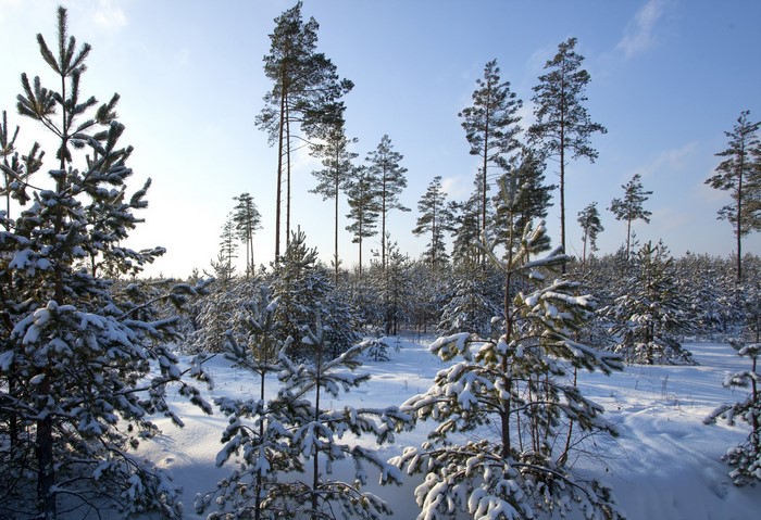 Snow-covered pine forest on a sunny winter day