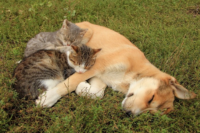 Two cats sleeping on a dog in grass