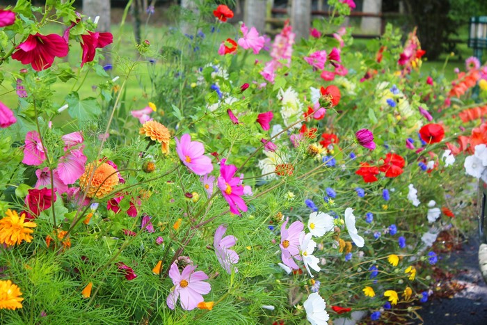 A vibrant flower bed with many colorful wildflowers