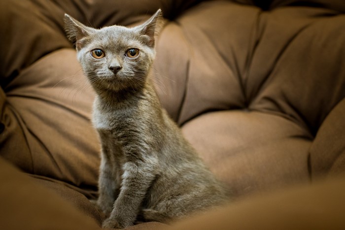 A gray kitten sits on a brown tufted couch
