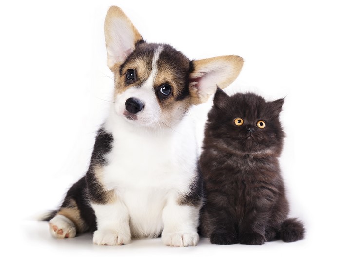 Puppy and Kitten on White Background
