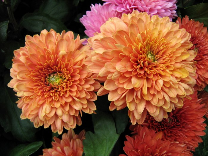 Close-up of orange and pink chrysanthemums