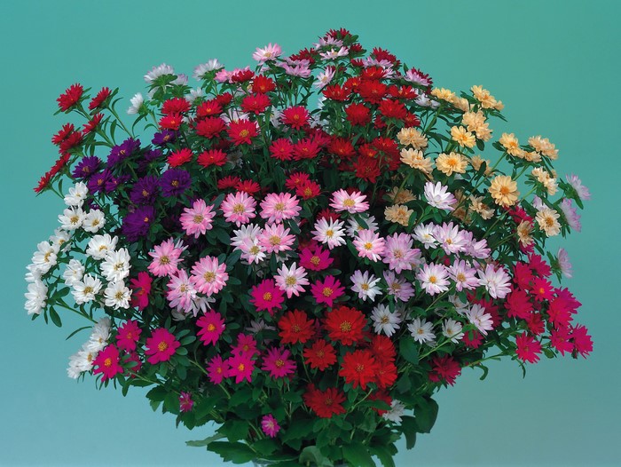Bouquets of colorful Asters