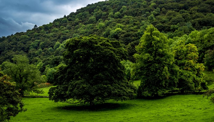 Green rolling hills with trees in Derbyshire, United Kingdom