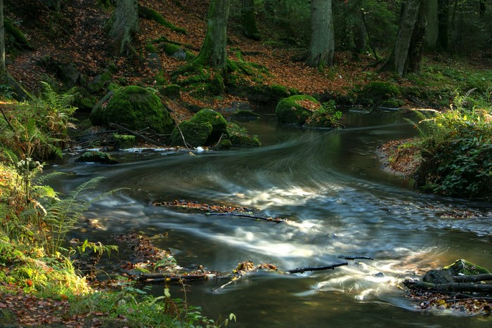 Forest stream with mossy rocks and fallen leaves