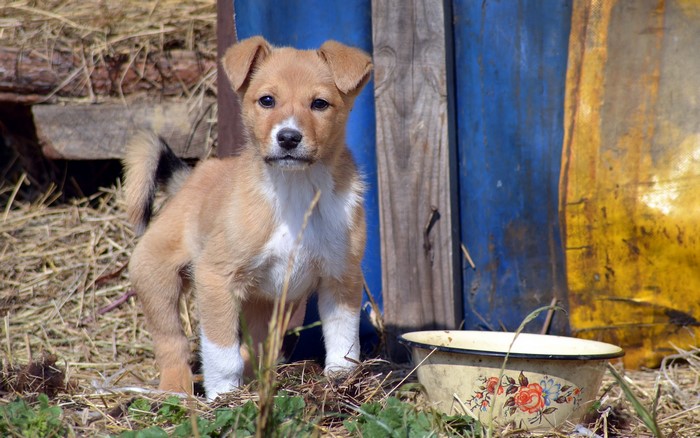 Puppy standing near a bowl with a blue and yellow background