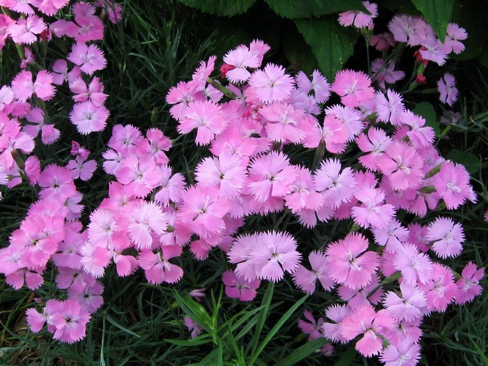 Pink Carnations in Green Foliage