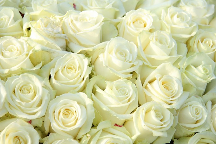 Many White Roses Closeup