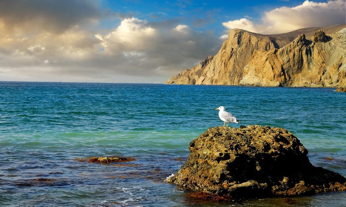 Seagull on a rock in the sea near Crimea