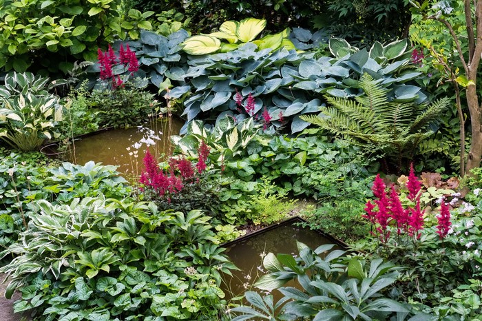 A lush garden with hostas, ferns, and astilbe flowers.