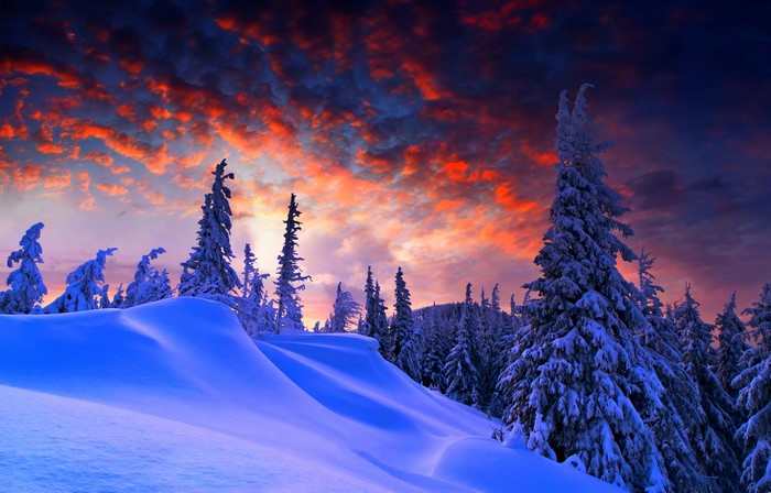 Winter Spruce Forest with Dramatic Sunset Sky