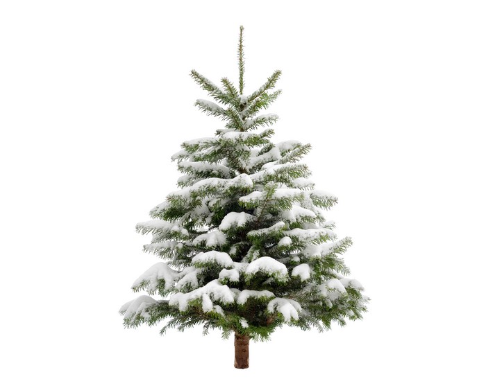 Snow covered spruce tree