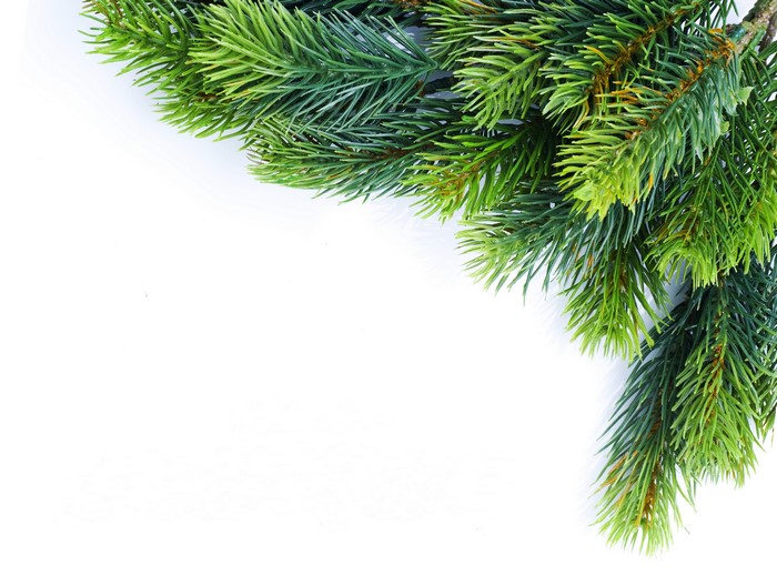 Christmas Pine Branches