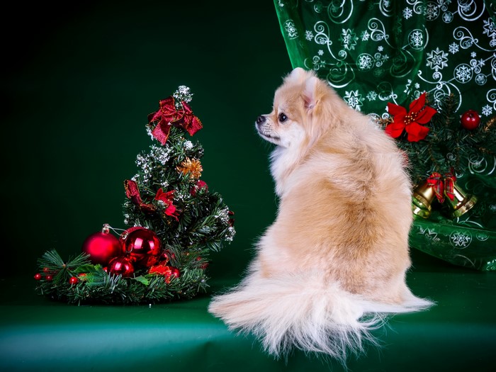Pomeranian Dog with Christmas Tree and Decorations