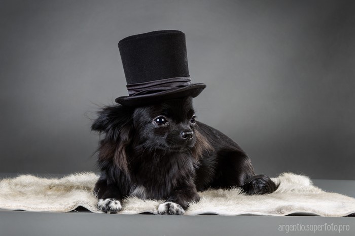 Black Chihuahua dog wearing a top hat