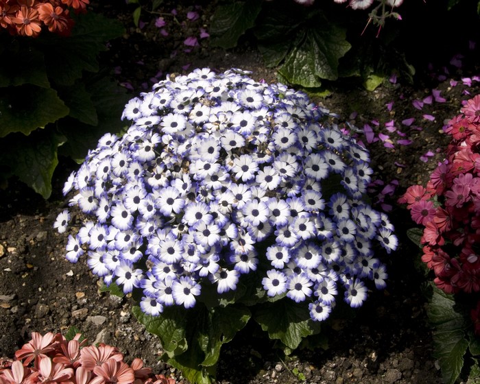 A cluster of white and purple Cineraria flowers