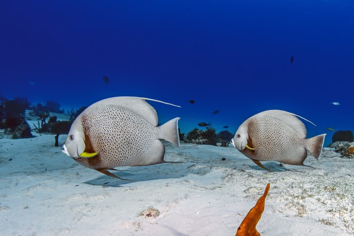 Two Gray Angelfish swim over sandy seabed