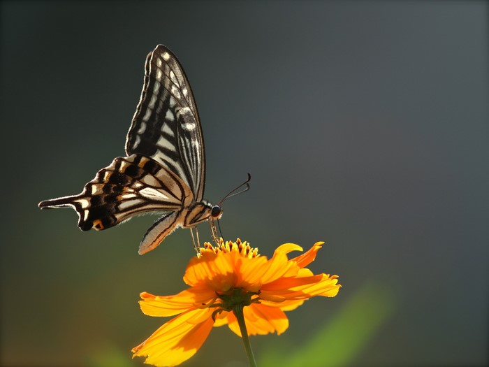Butterfly on an orange flower