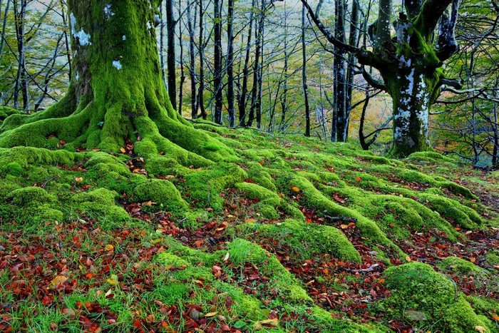 Moss covered tree roots in a forest