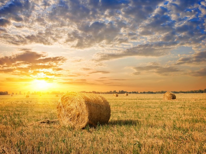 Hay bales in a field at sunset