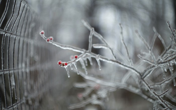 Ice-covered branches with red berries and a fence