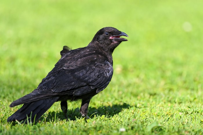 A black crow stands on green grass