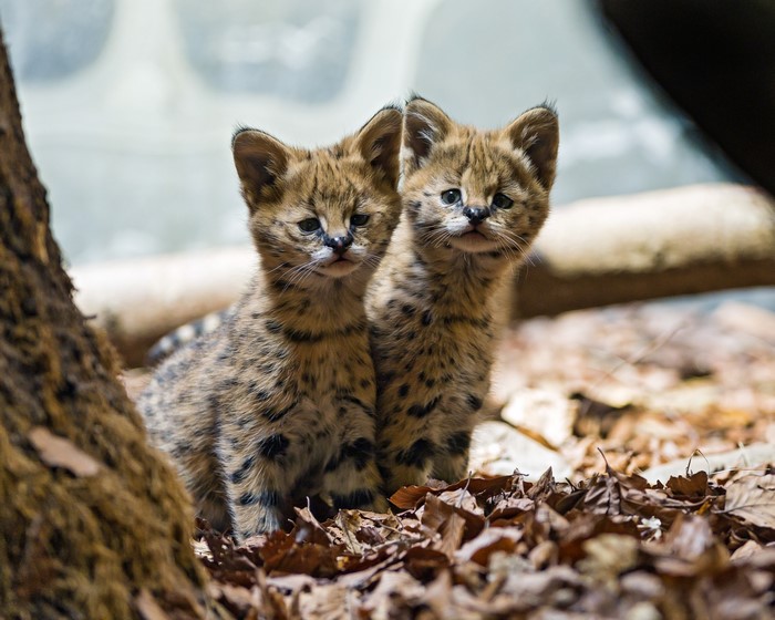 Two Serval Kittens Sitting on Fallen Leaves