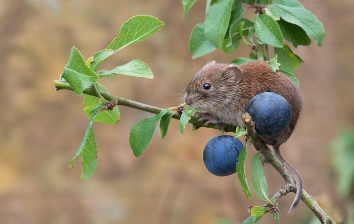 Mouse on a branch with plums