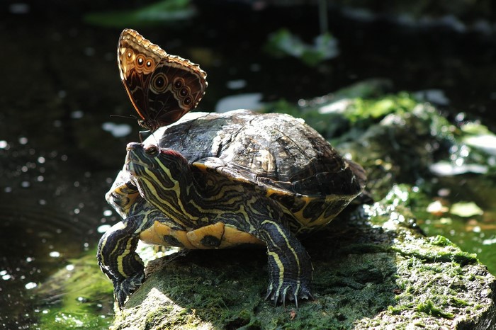 Turtle with a butterfly on its head