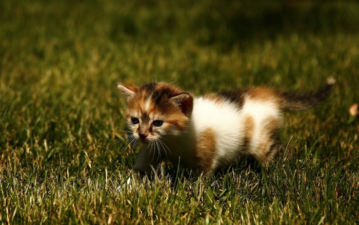 Calico Kitten Walking in Green Grass