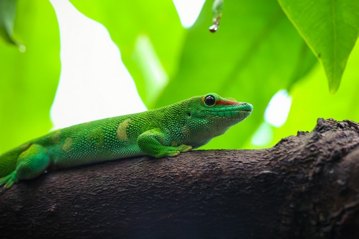 Green gecko on a tree branch with green leaves