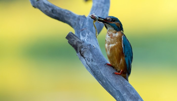 Common Kingfisher perched on a branch with prey