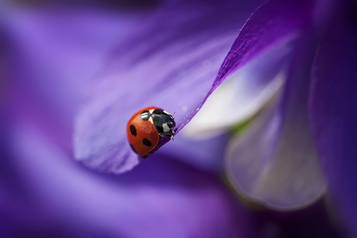 Ladybug on a purple flower petal
