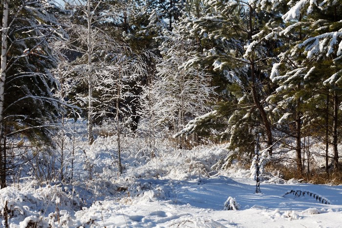 Snow covered forest in winter