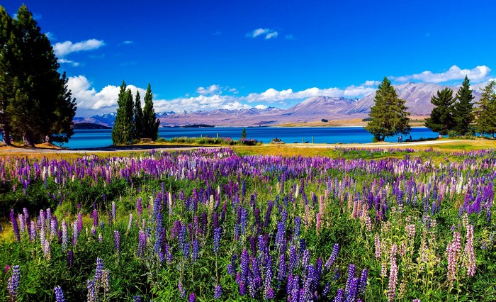Field of Lupines by Lake and Mountains