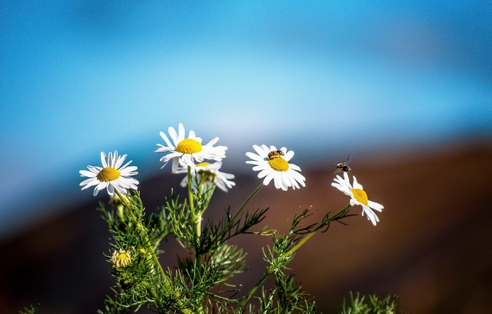 Chamomile flowers with bees in front of blue sky