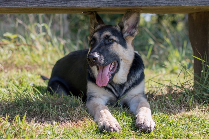 German Shepherd puppy lying under a wooden bench