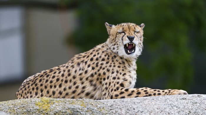 Cheetah Roaring on a Rock