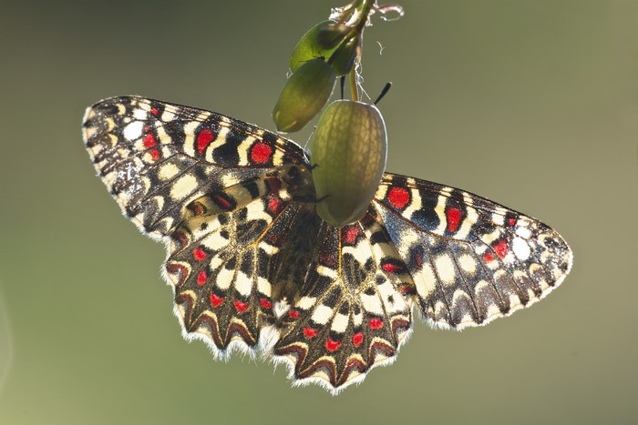 Butterfly on a plant