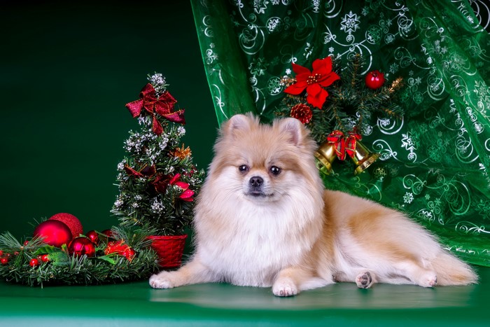 Pomeranian Dog with Christmas Decorations