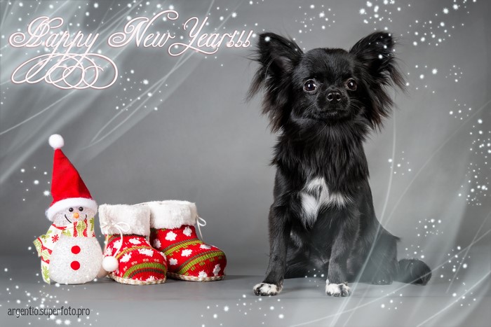 Black Chihuahua with Snowman and Boots for New Year